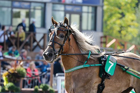 Illan toisessa kohteessa starttaava Arkenttiina kilpailee Teemu Okkolinin suunnitelmien mukaan tänään ensimmäistä kertaa ilman kenkiä.