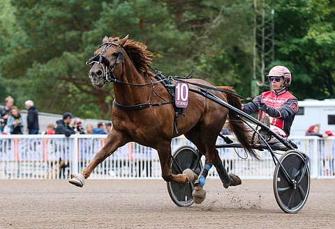 Evartti kuului ravipäivän suursuosikkeihin, mutta sillä halutaan tulla starttiin vain varmassa kunnossa. Kuva: Anu Leppänen