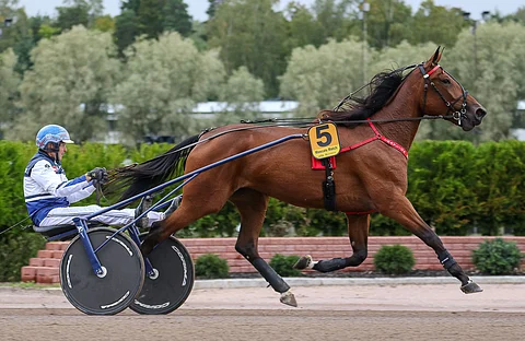 Pekka Korpi ja Mascate Match kulkevat voitosta voittoon.