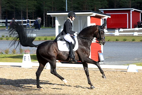 Sir Fashion oli herrasmies finaaliradalla.