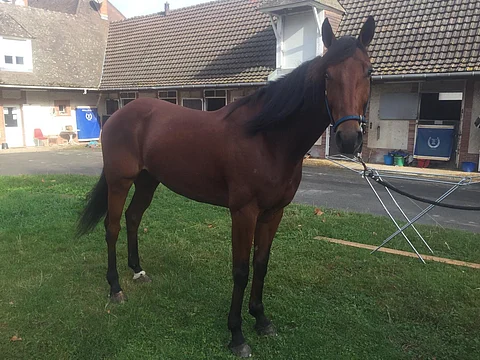 Fighter Kiss viihtyy ja menestyy Ranskassa. Kuva: Tomas Malmqvist