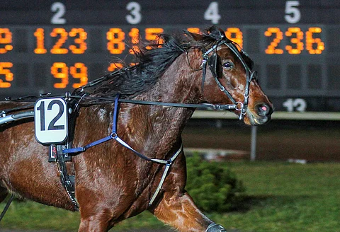 Cape's Caviar starttaa rivin varmana kohteessa neljä. Kuva: Roosa Lindholm.