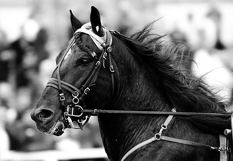 Järvsöfaks. Kuva HU arkisto