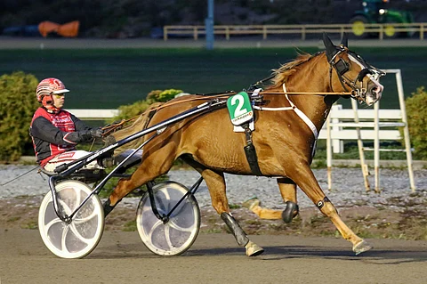 Lucas aloitti 4-vuotiaana lupaavasti Katja Melkon tallista, mutta 5-vuotiskaudella odotukset eivät täyttyneet.