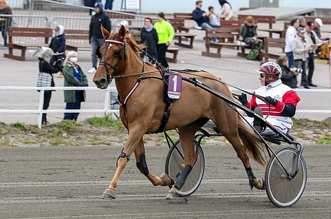 Antti Kinnusen ohjastama, valmentama ja omistama Margarida vei nimiinsä suomenhevosten Kasvattaja-ajon.