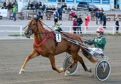 Montsan Vippi kilpaili puolitoista vuotta Susanna Purojärven tallista käsin mukavalla menestyksellä. Kuvassa tyylinäyte viime vuoden kriterium-päivältä Teivosta.