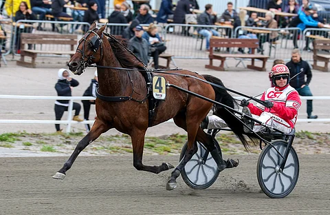 Jari Kinnusen valmentama Pascha Tilly voitti uransa 72 startista 19 ja tienasi 149 299 euroa.