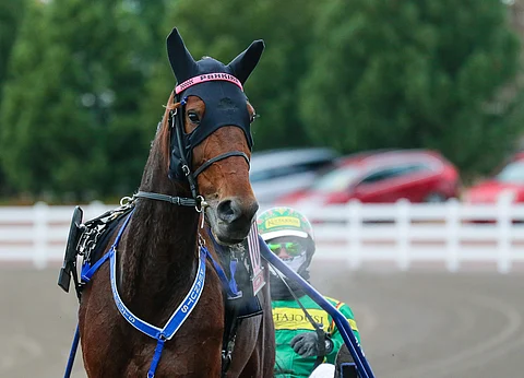 Jukka Torvisen ohjastama Peanuts on kovatasoisen Tammatähden ennakkosuosikki.