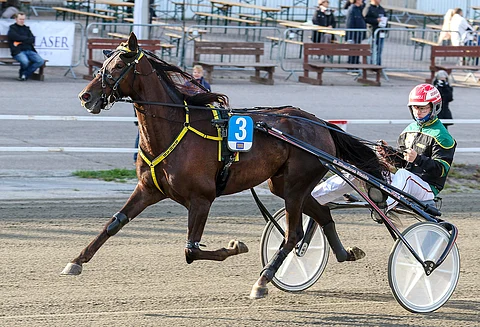 Rehab jatkaa toistaiseksi Markku Niemisen tallissa, vaikka ura Ilveksen raviliigahevosena päättyi.