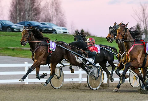 Bosses Lady. Arkistokuva: Anu Leppänen.