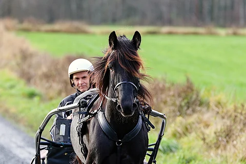 Pöylefanten on vielä Suomessa voittamaton. Kuva: Anu Leppänen
