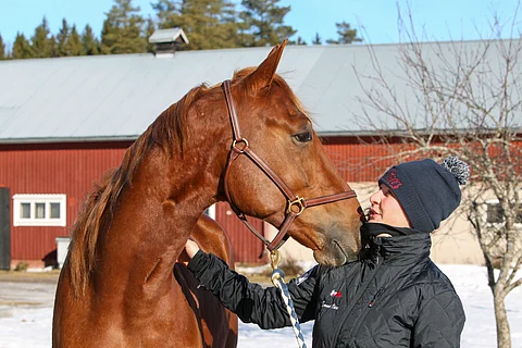 Rarity Red on syntynyt Väreiden tilalla Vihdissä ja valmennettu siellä varsasta lähtien. Emma Väre esitteli sitä HU:n kolmivuotiskatsauksessa.