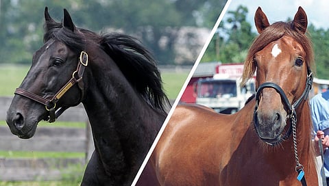 Kaikki ikäluokat kattavan isäoritilaston kärki oli sama kuin viime vuonna. Ykkösinä juhlivat Andover Hall ja Viesker. Kuvat: Hevosurheilun arkisto
