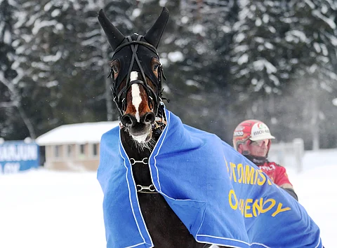 Ridgehead Laurette hakee paluuta voittokantaan.