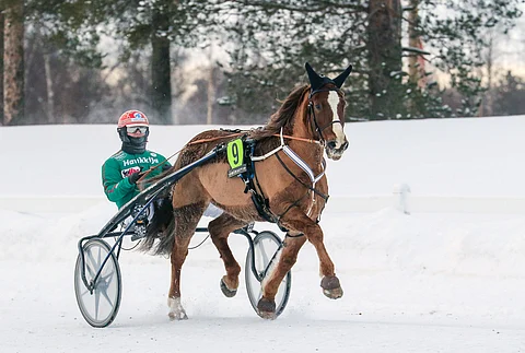 Siirin Älli starttasi viimeisen kerran 6.2. Oulussa. Se keräsi radoilta komean 278 245 euron voittosumman ja ravasi ennätyksekseen 21,2.