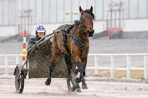 Stonecapes Tricky esiteltiin Hevosurheilun viime kevään 3-vuotiskatsauksessa yhtenä Harri Koivusen tallin toivoista, eikä suotta.