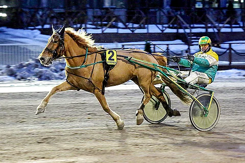 Vajaassa kuukaudessa viisi täysosumaa juossut Avot on kauden voitokkain suomenhevonen. Voittosumma kasvoi perjantai-illan 1300 euron myötä 5500 euroon. Arkistokuva: Pekka Salonen.