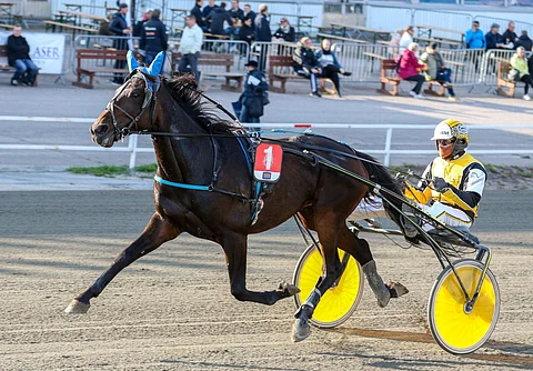 Paddock’s Star kilpaili urallaan 74 kertaa totosijoin 7-9-6 ja tienasi 21 295 euroa. Jarmo Savolainen ajoi starteista kahta lukuun ottamatta kaikki.