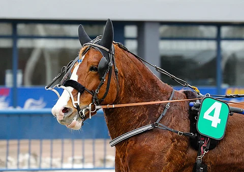 Qepe Pointti on mielenkiintoinen pelihevonen Teivossa.