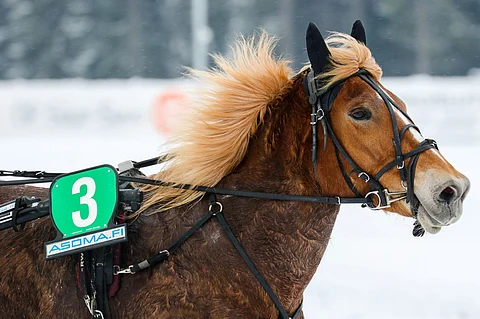 Essin Säväys nappasi kauden ja koko uransa kolmannen voiton ajassa 31,9a. Kuva: Anu Leppänen