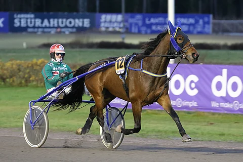 Hannu Torvisen ohjastama Just A Flirt on määrätietoinen hevonen, joka palasi tauolta reilu viikko sitten vahvassa vireessä. Arkistokuva: Anu Leppänen