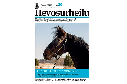 Kuusivuotiaan Mr Big Starin 39 kilpailua ovat tuoneet totosijat 8-10-5. Kannen kuva: Anu Leppänen.