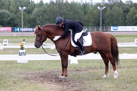 Sibbo, monivuotinen mestaruuksien menestyjä. Ratsastaja Krista Mutanen.