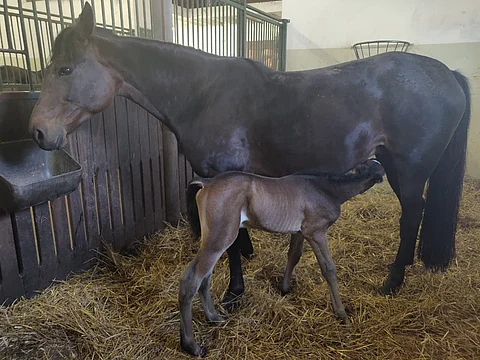 Ratu Royale sai orivarsan Bold Eaglesta viime viikon maanantai-iltana.