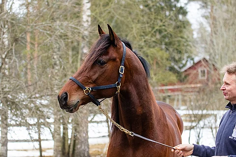 Le Gros Bill on aloittanut 7-vuotiskautensa vahvasti. Kuva: Anu Leppänen.