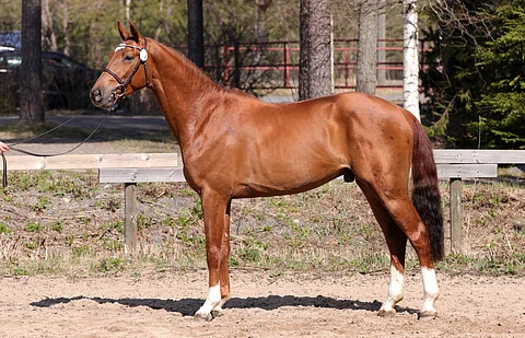 Baloutelli esiintyi edukseen.