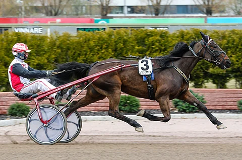 Sue's Photo juoksi toiseksi viimeisen kilpailunsa Muscles Sue Yhtymän nimissä 8.5. Vermon Knockout Racessa ja sijoittui siinä kolmanneksi.