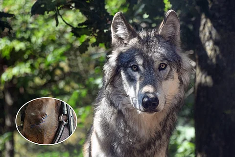 Suden epäillään hyökänneen hevosten kimppuun Lapualla. Kuvan susi ei liity tapaukseen. Kuvankäsittely: Anu L