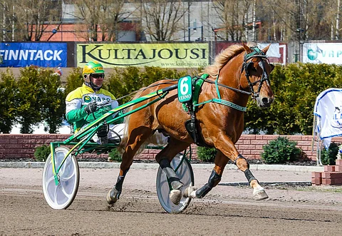 Vaikka Vilkkeen Velmu ei kisaa Seinäjoella, suuntaa Teemu Okkolin hyvällä fiiliksellä kunkkariareenalle.