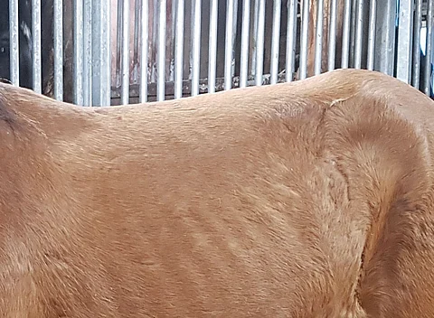 TS: Rajuja väärinkäytöksiä naantalilaisella tallilla