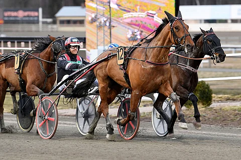 Petri Puro uskoi Maestro Crowen valmennusvastuun viime syksynä lonkkaleikkaukseen mentyään Johan Untersteinerille. Viiden startin jälkeen kaksikko on vielä tappiotta.