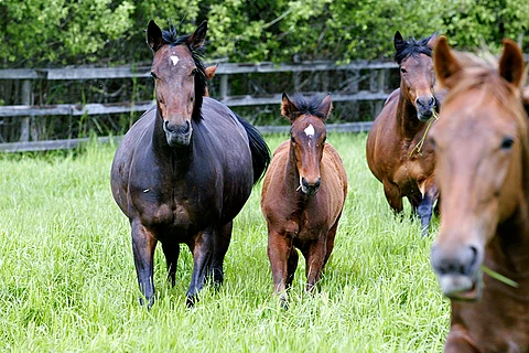 Häijään oriasema avasi ovensa. Nyt asemalla palvellaan ainoastaan tammoja. Kuvituskuva.
