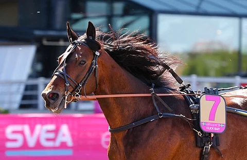 Click Bait on Kari Lähdekorven suosikki Årjängs Stora Sprinterloppin voittajaksi.