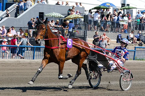 Gloria Web voitti 11 uransa 35 startista ja tienasi 140 607 euroa. ”Annettavaa olisi ollut enemmänkin”, Matti Viitala näkee.
