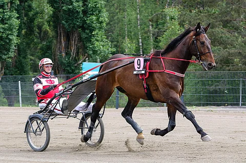 Grainfield Aiden on jo usean vuoden ajan kuulunut Hannu Korven tallin menestyjiin.