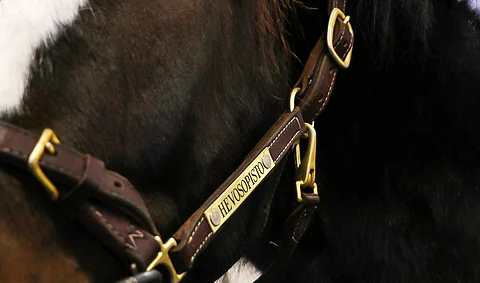 Hevosopiston henkilöstöongelmia on käsitelty julkisuudessa viime syksystä lähtien. Nyt aluehallintovirasto on antanut oman raporttinsa aiheesta. Kuvituskuva: Anu Leppänen