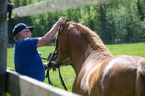 Lappeenrantalainen Heikki Tyrisevä päästi kesän ajaksi valloilleen kaksivuotiaan Välähdyksen pojan Jysähdyksen. Kuva: Satu Pitkänen