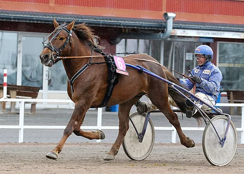 Lupaavasti uransa aloittanut 5-vuotias Rahamies (Kilun Peedro - Tunteva) on tällä hetkellä Reima Kuislan tallissa huoltotauolla.