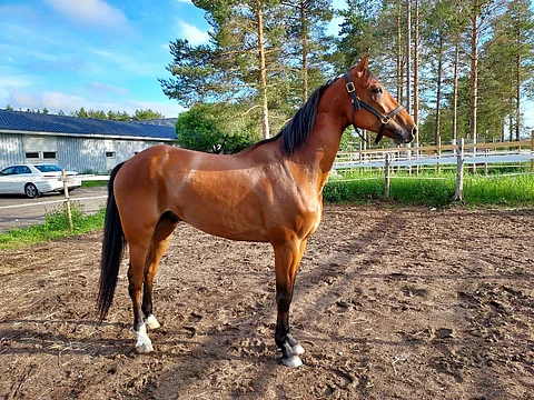 Rocking Flax siirtyi hienosti menestyneen Ida Lanton valmennukseen.