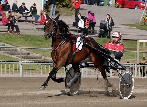Cacshot kilpaili 4-vuotiskauden loppuun asti Tapio Perttusen valmennuksessa. Nyt se on 6-vuotias.