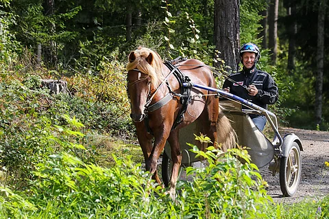 Petri Laineella riittää tuplasti jännitettävää huomisella Oulun Toto75-kierroksella.