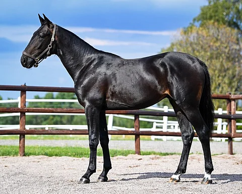 Walnerin poika Selfmade Tile oli Reijo Liljendahlin huutokauppaostos. Kuva: Sweden International Yearling Sale