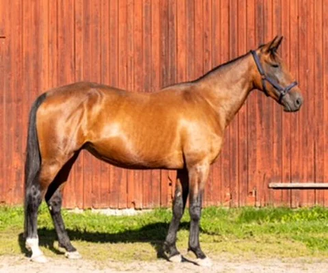 Comtesse Mearas on Garde Hästar Ab:n siitostamma. Kuva: Travera