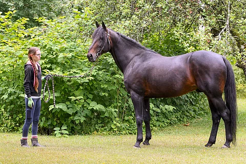 Brad de Veluwe saapui Kalle ja Liisa Savon Ordenojan oriasemalle Pöytyälle vuonna 2019.