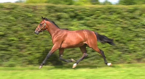 Kirghize Speedin komeaa askellusta Arqana Trotin esittelyvideolla.