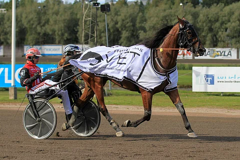 Staro Miami voitti uransa 31 startista 15 ja ansaitsi pääosin Ruotsin kovista ikäluokkalähdöistä 497 341 euroa. Ennätykseksi jäi 10,2.